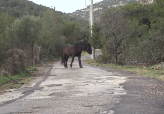 αλογα υμηττος