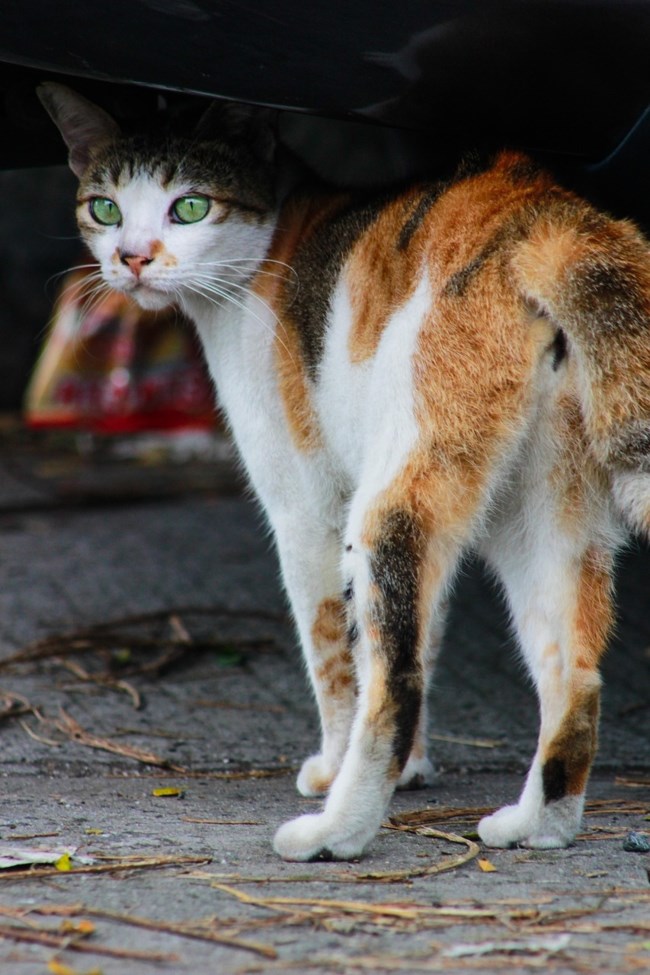 gata