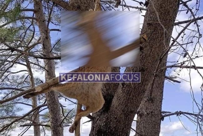 Κτηνωδία στην Κεφαλονιά: Σταύρωσαν και κρέμασαν αλεπού σε δέντρο [σκληρές εικόνες]