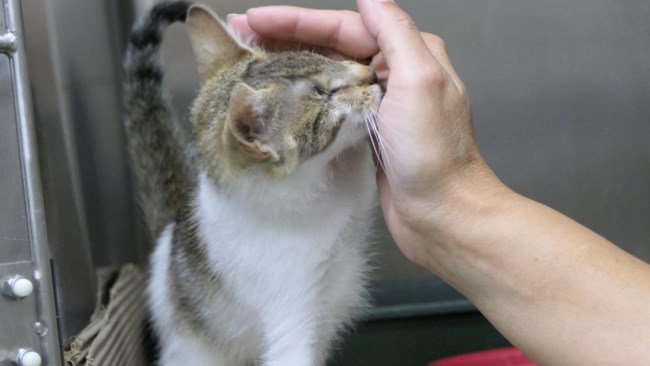 cat