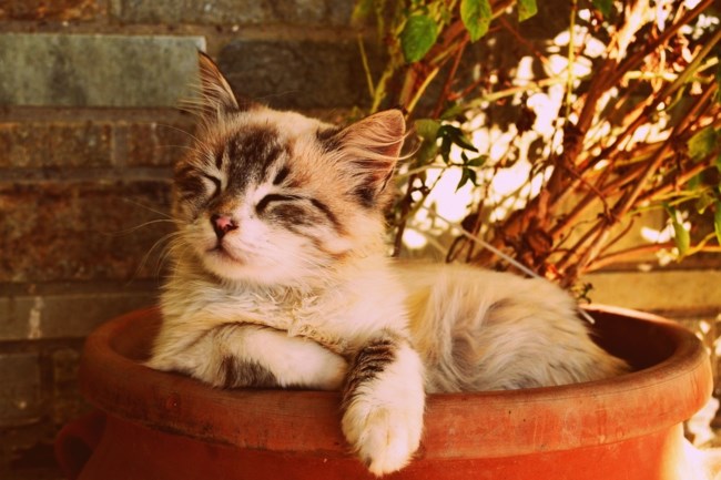 gata