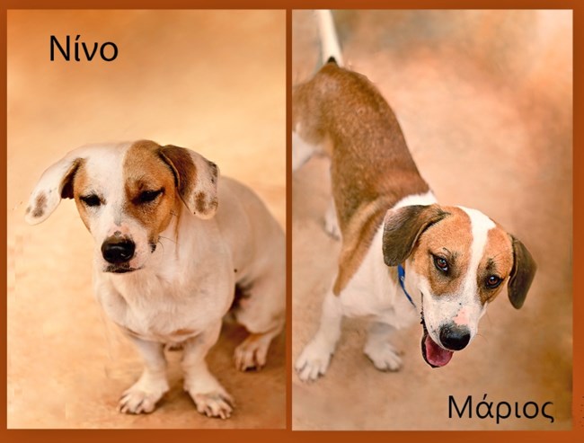 Ο Μάριος και ο Νίνο με γαλαζοαίματη καταγωγή - Ο κόσμος των παλατιών και των αυλικών δεν ήταν γι' αυτούς