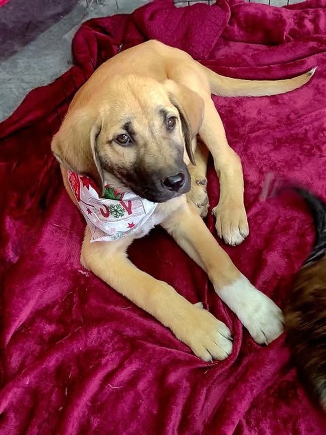 Ο Τσάρλυ είναι ένα καταπληκτικό ημίαιμο Μαλινουά: Είναι συνέχεια σαν να απορεί και να αδημονεί