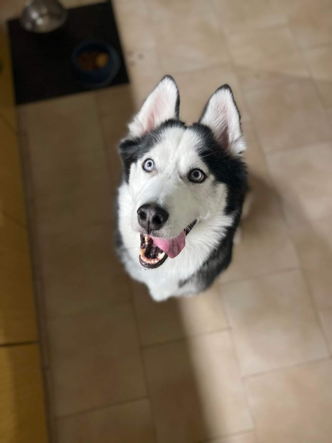 tzoni