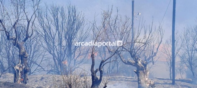 Φωτιά στην Αγία Σοφία Αρκαδίας - Οι φλόγες απειλούν σπίτια [βίντεο]
