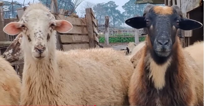 κτηνοτροφοσ