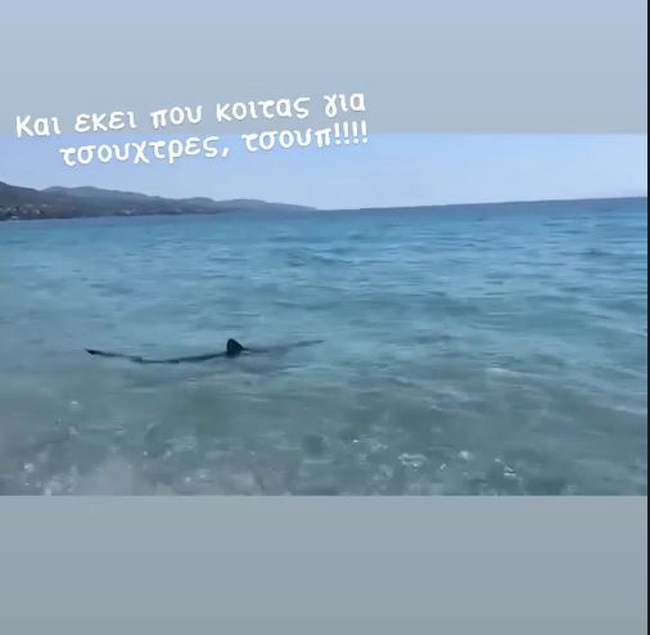 Γιώργος Λιάγκας: Η αναπάντεχη συνάντησή του με έναν καρχαρία στη θάλασσα [Εικόνες]
