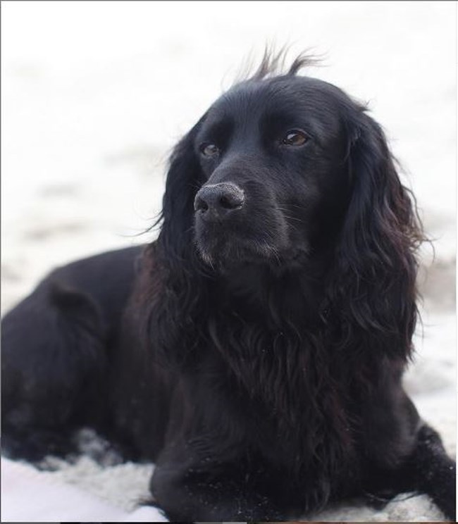 lupo