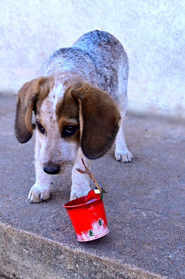 "Είμαι ημίαιμο σέτερ με αεροπλανικά αυτιά μικρούλης ακόμη, μόνο για αγκαλιά" - Ο Ρούντι, από τον Μαραθώνα