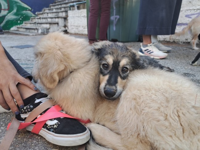 μπεζες