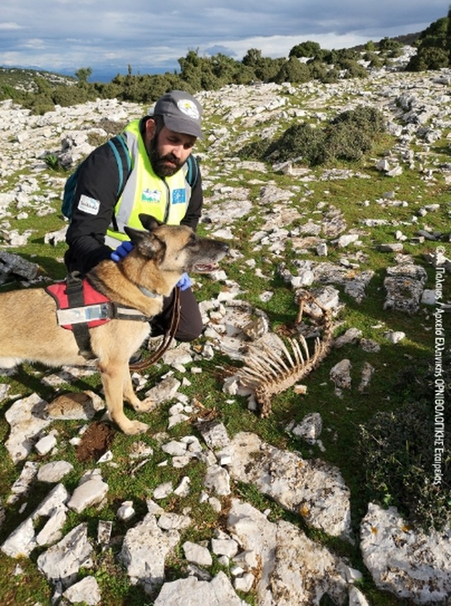 Συνταξιούχος πια ο Κούκι: Ο πρώτος σκύλος - ανιχνευτής δηλητηριασμένων δολωμάτων στην Ελλάδα