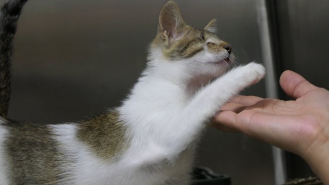 cat