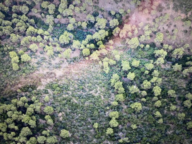 Χασισοφυτεία Φθιώτιδα