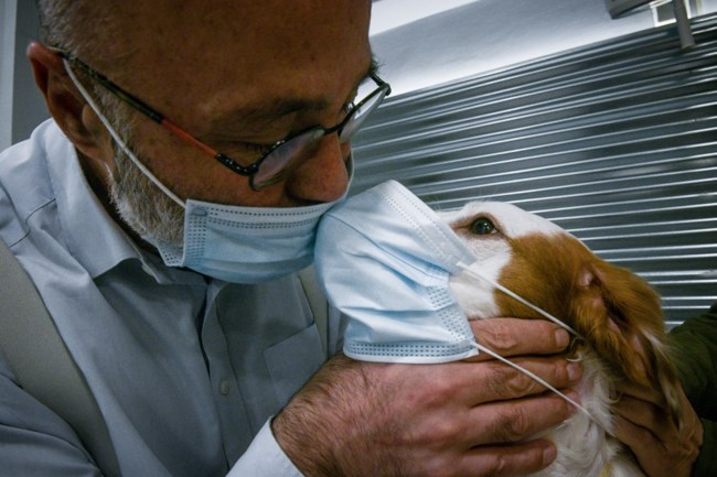 Ο SARS CoV-2 στα ζώα: Κατοικίδια σε σπίτια με ασθενείς με COVID-19 - Πώς θα τα προστατεύσετε