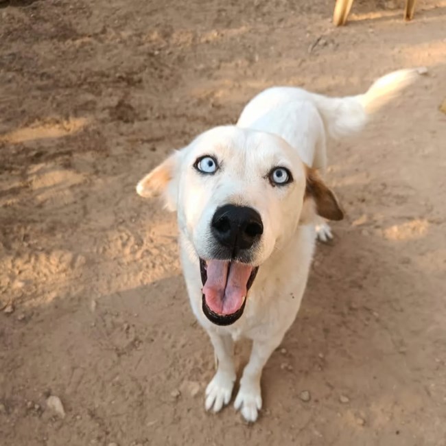 Βρέθηκε ετοιμοθάνατη όταν ήταν κουτάβι και την έβγαλαν Ζωή. Και έζησε, άνθισε και έγινε αυτό το υπέροχο πλάσμα