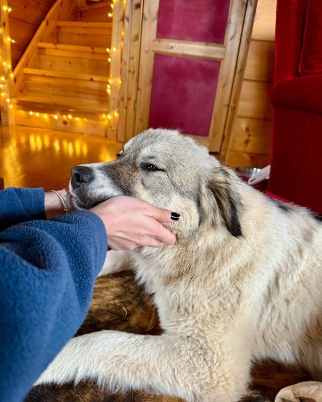 Η Καρλόττα ζει αδέσποτη στον Παρνασσό. Και τι διαφορετικό έχει από τα αμέτρητα αδέσποτα της περιοχής;