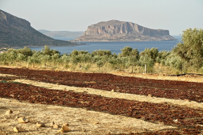 Λιάσιμο+σταφυλιών+σε+λιάστρες+στην+Μονεμβασιά