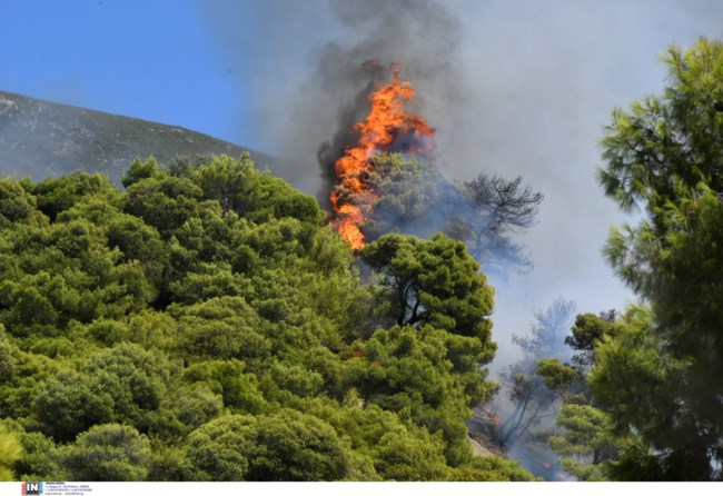 Φωτιά στην Πάτρα: Σηκώθηκαν με το πρώτο φως της ημέρας τα εναέρια μέσα - Ολονύχτια μάχη για να μην κινδυνεύσουν σπίτια [εικόνες]