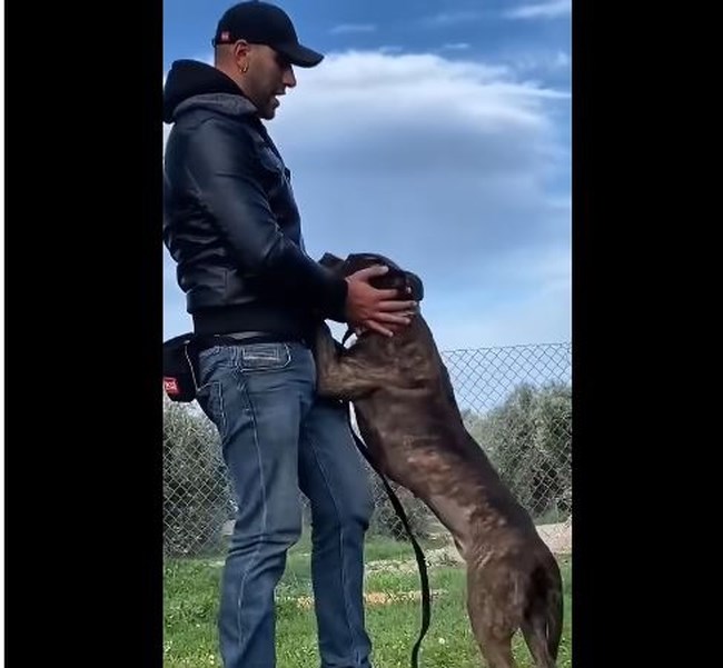 Ζάκυνθος: Ο Δήμος είπε όχι στη θανάτωση του πίτ μπουλ - Θα μείνει στη Στέγη Ζώων Αγίου Φραγκίσκου