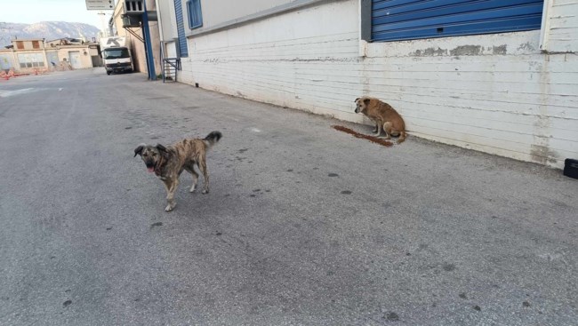 φαντασματα