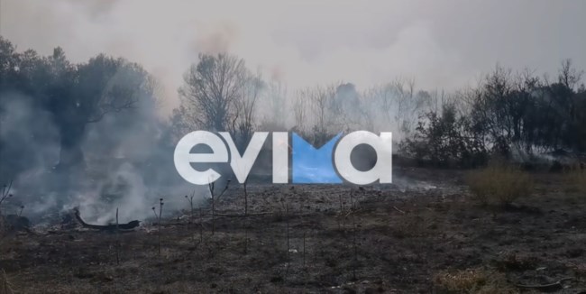Συναγερμός στην Εύβοια: Ξέσπασε φωτιά που καίει ελιές και χαμηλή βλάστηση βόρεια των Ψαχνών - Επιχειρούν εναέρια μέσα