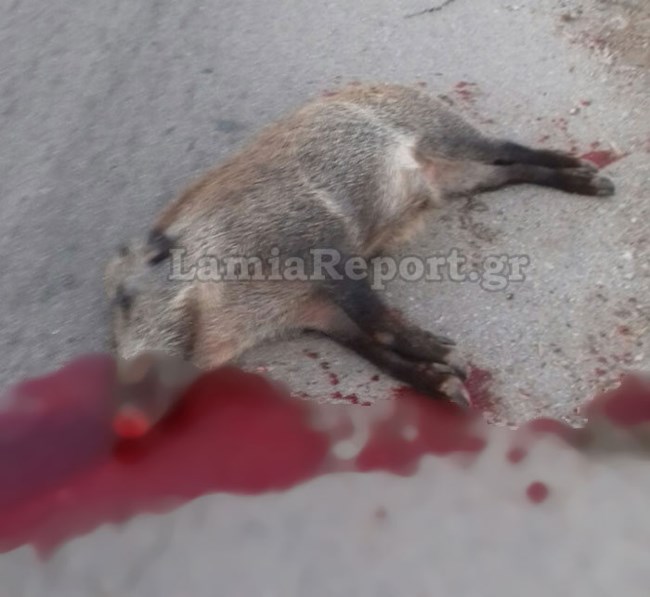 αγριογουρουνο