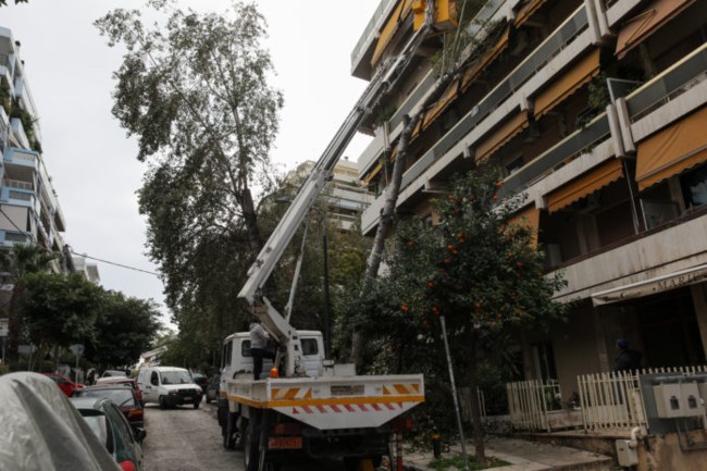 δέντρο νεα σμύρνη