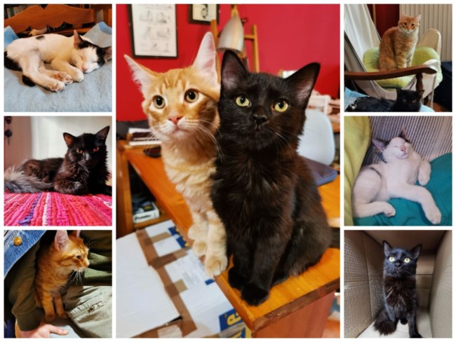 Γατάκια σε ανάγκη: Η οικογένεια τους φεύγει στο εξωτερικό και κινδυνεύουν να τα χάσουν όλα