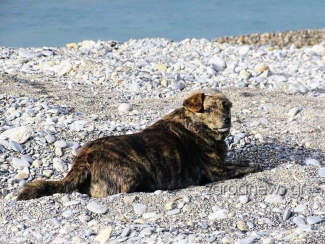 Η συγκινητική ιστορία της Μπέλλας που έχασε τον άνθρωπό της και κάνει κάθε μέρα τη βόλτα που έκαναν μαζί