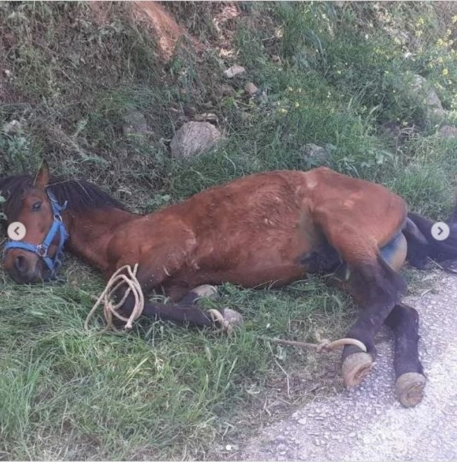 ΑΛΟΓΟ ΤΖΙΑ
