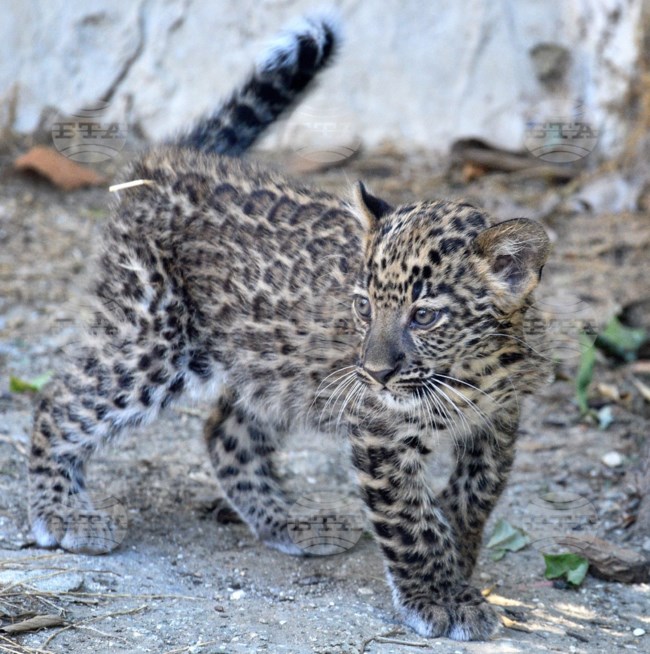 Τα νεογέννητα ζώα στα ζωολογικά πάρκα της Βουλγαρίας