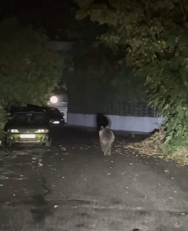 Τρίκαλα: Αρκούδα έκανε βόλτες μέσα στην πόλη αναστατώνοντας τους κατοίκους [εικόνες]
