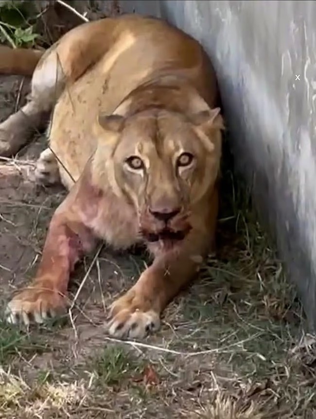 ΒΡΑΖΙΛΙΑ 19ΧΡΟΝΟΣ ΛΙΟΝΤΑΡΙ