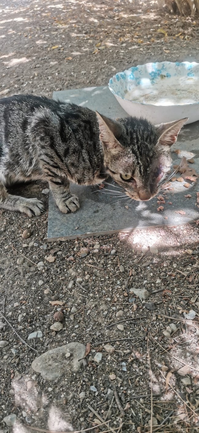 χαλανδρι