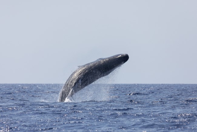 Βlue Panda: Ξανά στην Ελλάδα για την προστασία της Ελληνικής Τάφρου