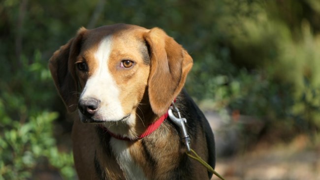 Επιτέλους η Μυρτώ χαμογέλασε: Την έφεραν κουτάβι από το δημοτικό κυνοκομείο Τρίπολης - Ήταν ένα πολύ φοβικό μωρό