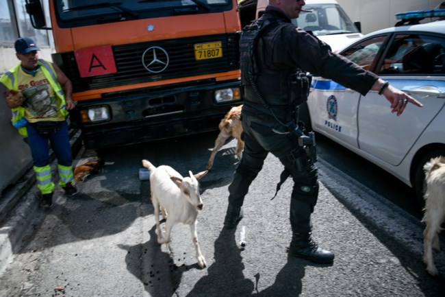Άνοιξαν και τα δύο ρεύματα στην Εθνική οδό Αθηνών-Λαμίας στο ύψος της Κηφισιάς - Κάηκε φορτηγό που μετέφερε ζώα [εικόνες]