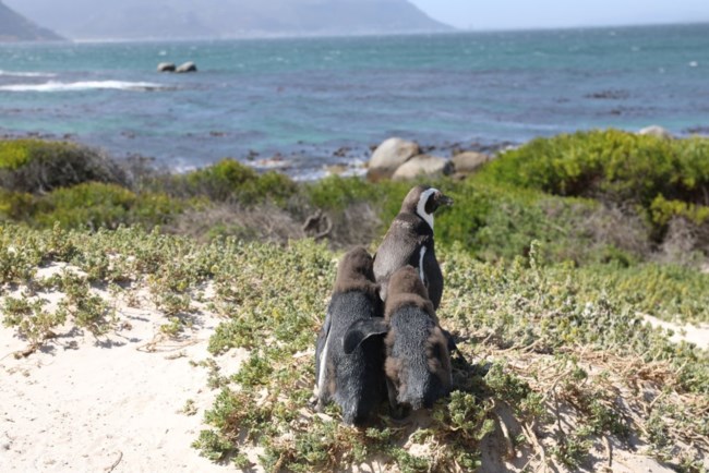 πιγκουινος