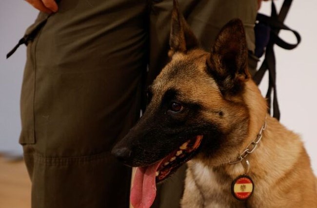 Covidogs: Οι σκύλοι που ανιχνεύουν τον κορονοϊό - Τους εκπαίδευσε ο αυστριακός στρατός (video)