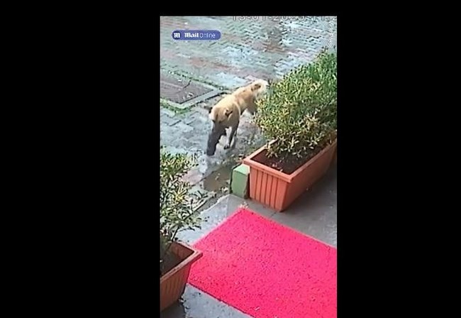 Συγκινεί αδέσποτη σκυλίτσα - Μετέφερε με τη μουσούδα το ετοιμοθάνατο κουτάβι της στον κτηνίατρο για να το σώσει [Βίντεο]