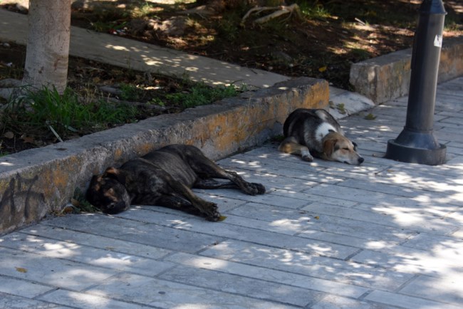 αδεσποτα