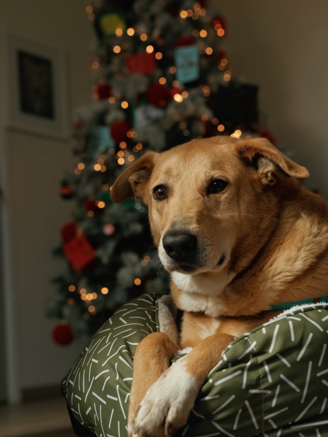 Η Τόφη είναι από εκείνα τα σκυλιά που σε κάνουν να σκέφτεσαι ότι… "να, έτσι θα έπρεπε να είναι όλα τα σκυλιά"