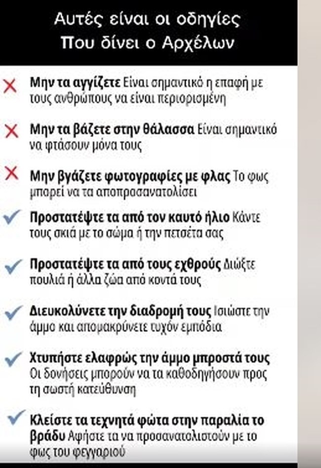 Τι πρέπει να κάνεις αν πέσεις πάνω σε γεννητούρια ή δεις χελωνάκια στην παραλία που κάνεις μπάνιο