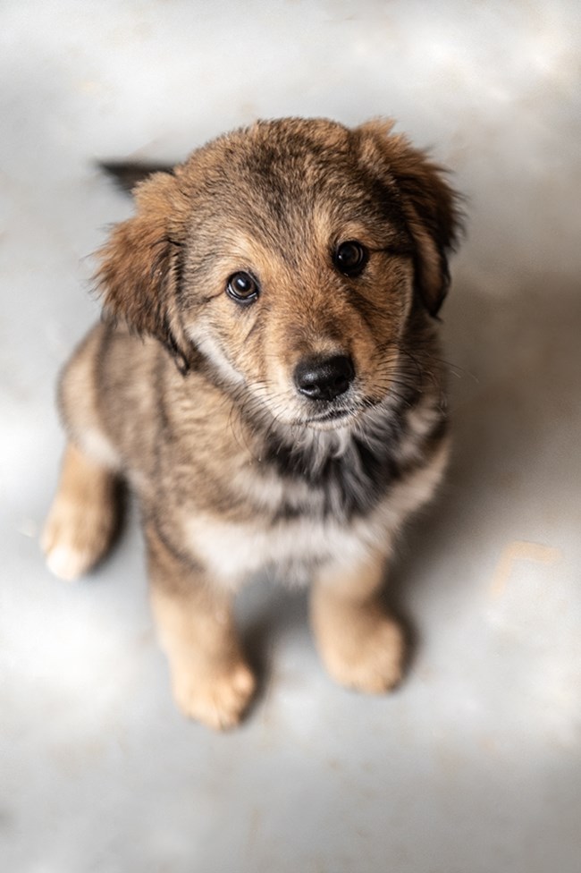 Τα μεγαλοκουτάβια των Χριστουγέννων: Ζουμπουρλούδικα, μεγαλοπατούσικα και γιορτινά