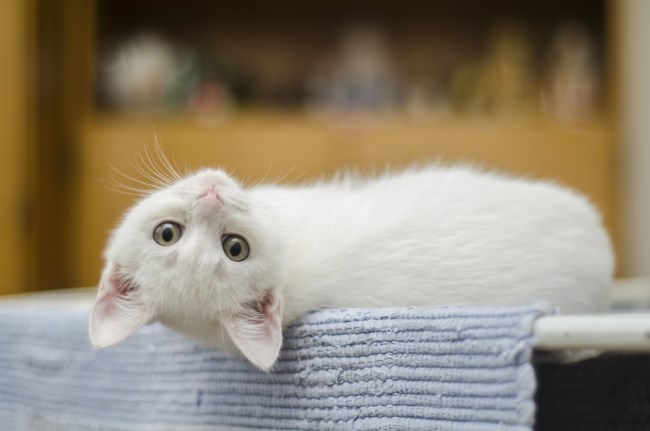 gata