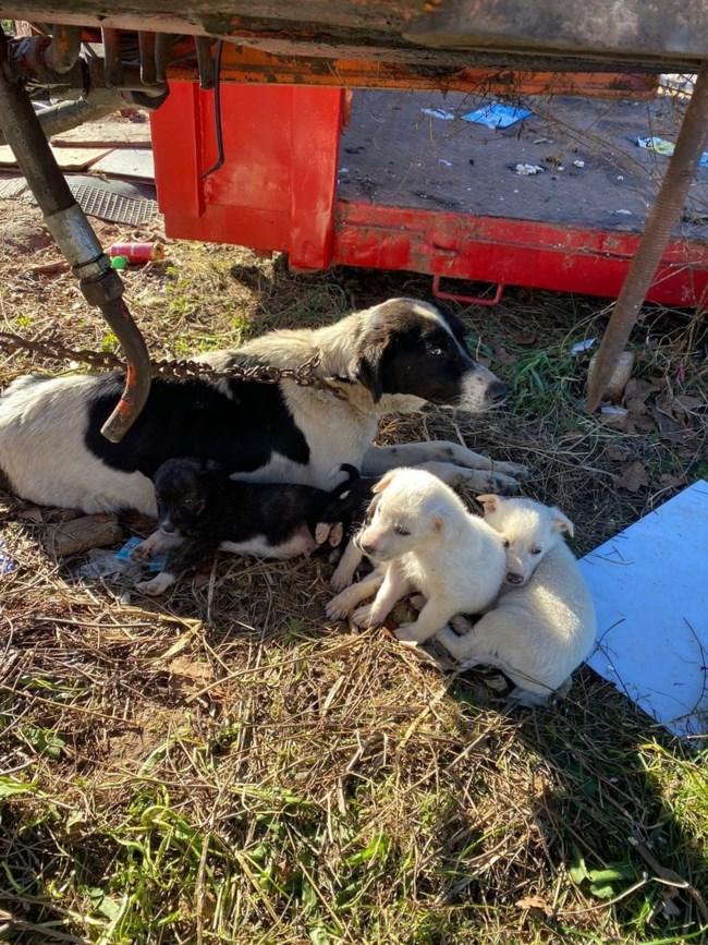 Η Εύα ζούσε σε έναν καταυλισμό. Δεμένη με μια χοντρή και σκουριασμένη αλυσίδα, αδύνατη και δυστυχισμένη
