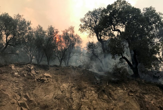 Φονικές πυρκαγιές στην Αλγερία: Τουλάχιστον 69 νεκροί και 20 αγνοούμενοι [εικόνες]