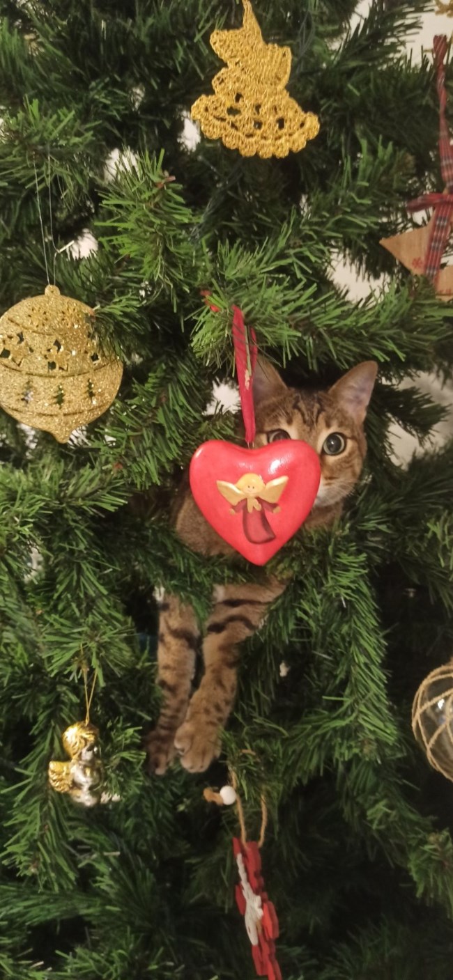 γατα Χριστουγεννα