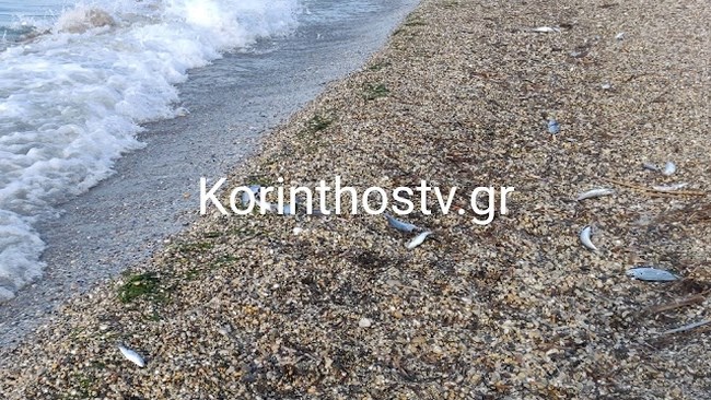 Άσσος Kορινθίας: Με νεκρά ψάρια γέμισε η παραλία [Βίντεο-Εικόνες]