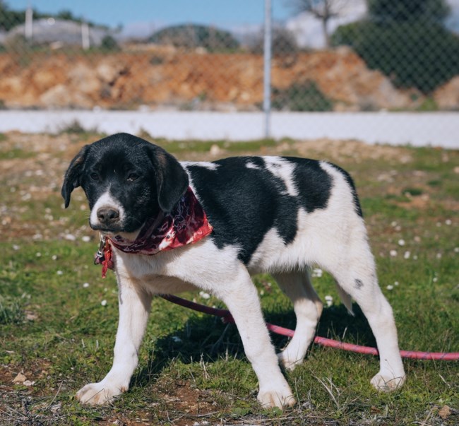 Η πιο όμορφη μικρή του Μαραθώνα είναι "ελληνικός ποιμενικός με περικεφαλαία", μόλις 3,5 μηνών